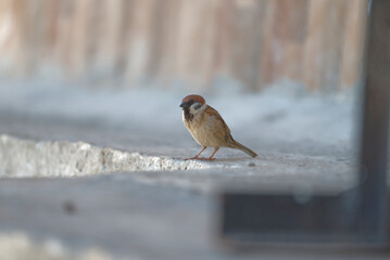 sparrow on the street