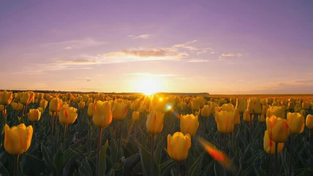 Golden Glow: Tulip Fields Bathed in Sunset Light
