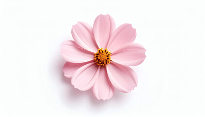 Pink Single Flower Isolated on White Background Vibrant Floral Closeup Natural Beauty