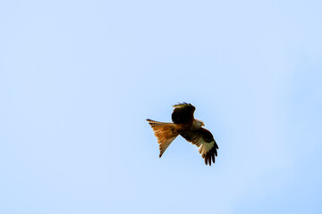 The red kite (Milvus milvus) is a bird of prey in the family Accipitridae. A majestic bird of prey soaring gracefully in a clear blue sky, showcasing its wingspan and detailed plumage.