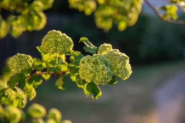 Green flowers in the morning light with a blurred background
