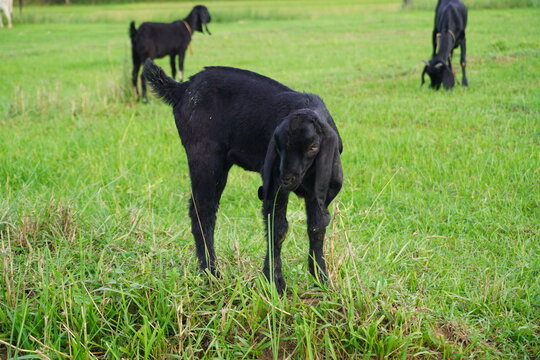 Healthy baby goat in rural landscape
