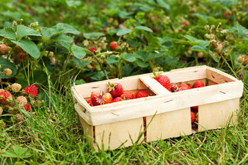 Basket filled with strawberries from the plantation in background