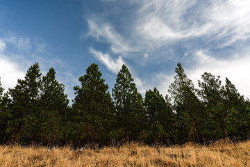 Pine Trees Under Cloudy Sky