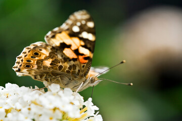 Pianted Lady butterfly sucking nectar from flower close-up