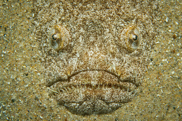Unterwasserfoto Himmelsgucker auf Sand im Mittelmeer
