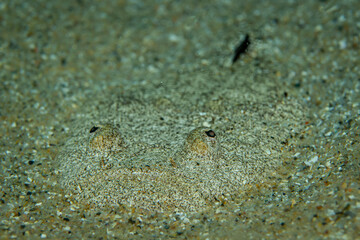 Unterwasserfoto Himmelsgucker auf Sand im Mittelmeer
