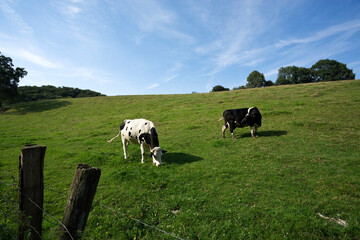 two black and white Holstein cows on a meadow