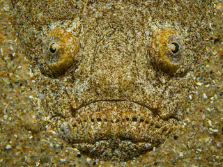 Unterwasserfoto Himmelsgucker auf Sand im Mittelmeer
