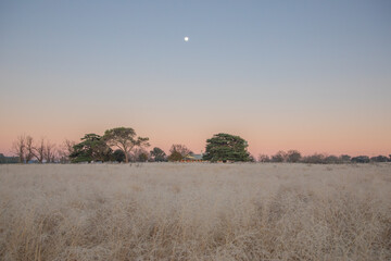 A setting moon in a soft dawn sky and a frosty winter field