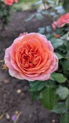 Stunning Coral Rose Blossom in a Summer Garden