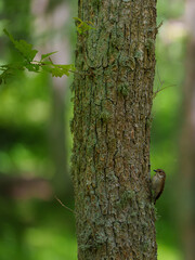 Obraz premium tree trunk with green moss