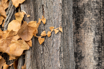 Wet moss-covered tree bark, textured and vibrant, perfect for nature-themed