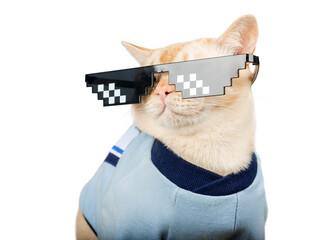 Burmese cat wearing pixelated glasses and a blue T-shirt.