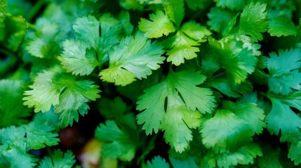 Fresh Green Cilantro Leaves with Vibrant Texture Displayed in Natural Garden Environment