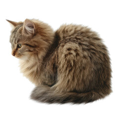 Fototapeta premium A fluffy cat sitting gracefully with a side profile, showcasing its soft fur and attentive demeanor, against a white isolated background.