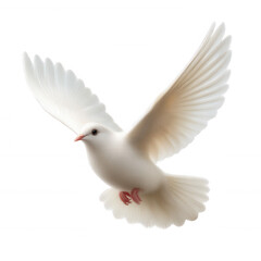 Obraz premium A graceful white dove in mid-flight, symbolizing peace and freedom, captured against a white isolated background.