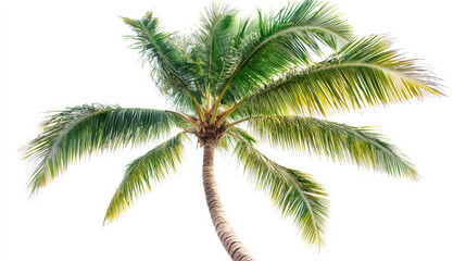 Tall tropical coconut palm with a narrow, textured trunk and large feathery fronds, isolated on white with clipping path