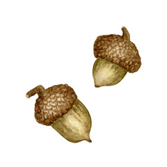 Watercolor Acorn Pair Illustration. Two hand-painted watercolor acorns in natural brown tones. Ideal for forest-themed graphics, rustic branding, and autumn compositions