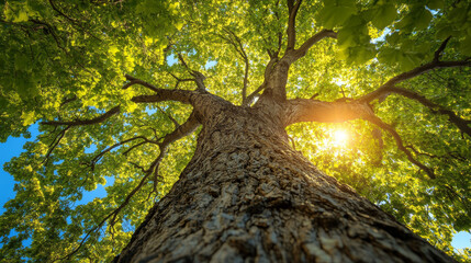 Naklejka premium View directed upward at an old plane tree in France