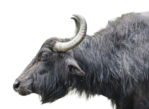 Domestic water buffalo (Bubalus bubalis) isolated on white