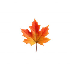 Fototapeta premium A vibrant, orange autumn maple leaf captured against a white isolated background, showcasing its intricate details and natural beauty.
