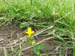 yellow flower in the grass