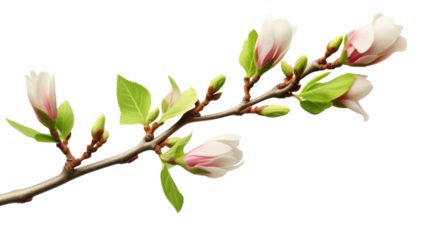 Fresh green flower bud about to bloom isolated on white background