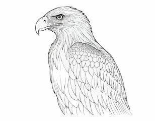 Majestic Eagle in Intricate Line Art Style, Wildlife Illustration for Prints and Decor