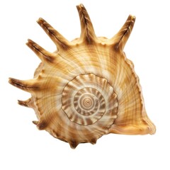 Obraz premium Close up studio shot of a seashell with spiral pattern and spikes