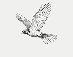 Soaring Falcon Line Art Drawing in Dynamic Flight Pose