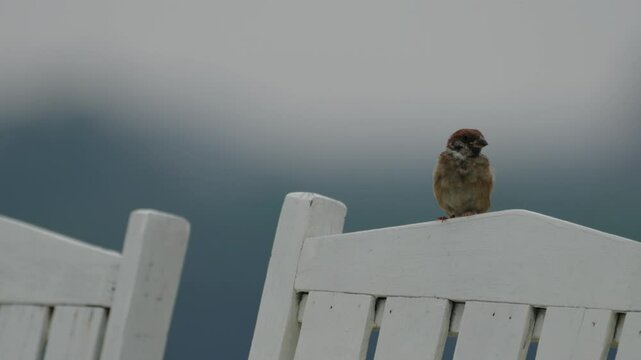 Small brown sahel sparrow is jumping around on the back of a white wooden chasir with natural blurry background.