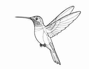 Delicate Hummingbird Line Illustration, Vibrant and Dynamic Nature Sketch