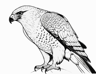 Striking Falcon Line Art, Powerful Predator in Detailed Black and White Illustration