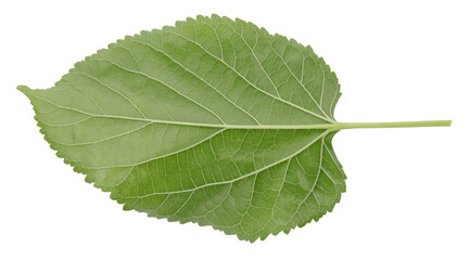 Mulberry leaves isolated on a transparent background