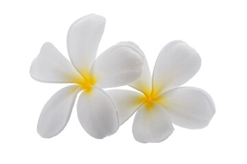 White frangipani flowers isolated on a transparent background