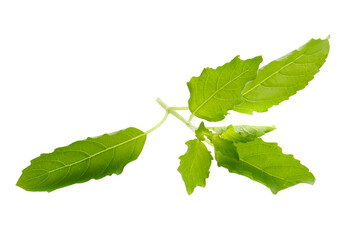 A fresh basil leaf isolated on a transparent background