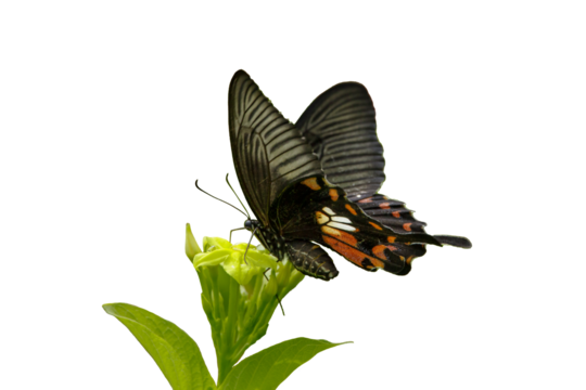 A Common Mormon Butterfly perched isolated on a transparent background
