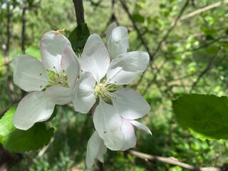 An apple tree blooms profusely in spring. The bright white and large petals opened to the spring sun and the interesting and playful sky with clouds.