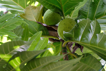 Fototapeta premium Breadfruit Tree Lush Green Leaves Two Unripe Fruits Nature Tropical Botany