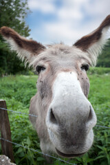 Donkey in the nature in France