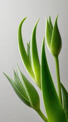 Obraz premium artistic professional photo of aloe vera leaves with soft studio light