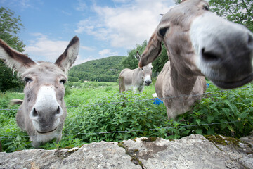 Donkey in the nature in France