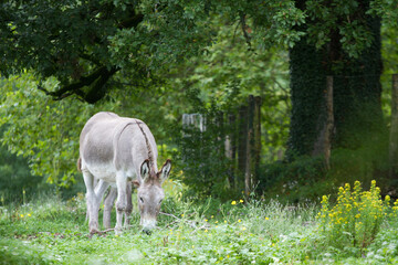 Donkey in the nature in France
