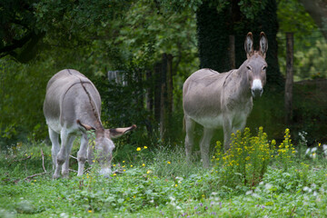 Donkey in the nature in France