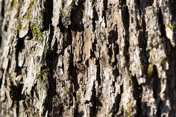 Organic patterns of plant life, raw ecological textures of Finnish nature in fall - a rich autumn palette of earthy tones. The beauty of the Nordic forest wilderness as a serene seasonal background