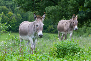 Donkey in the nature in France