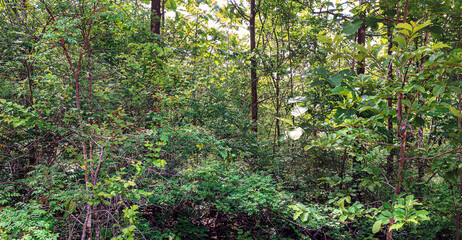 Tropical forests in northern Thailand