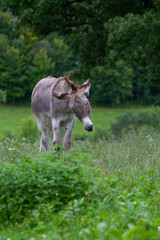 Donkey in the nature in France