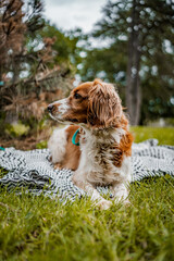 Relaxed Welsh Springer Spaniel in Park Grass